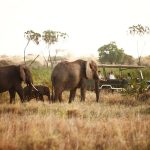 Smokesilver Luxury African Travel Joins The Luxury Network UK